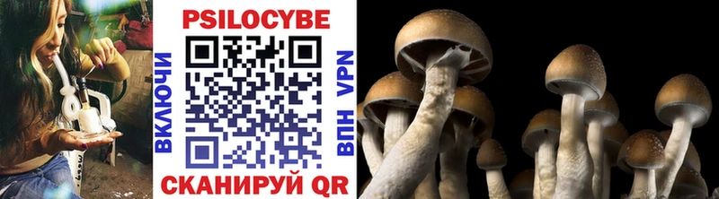 магазин продажи   Снежинск  Галлюциногенные грибы Psilocybine cubensis 